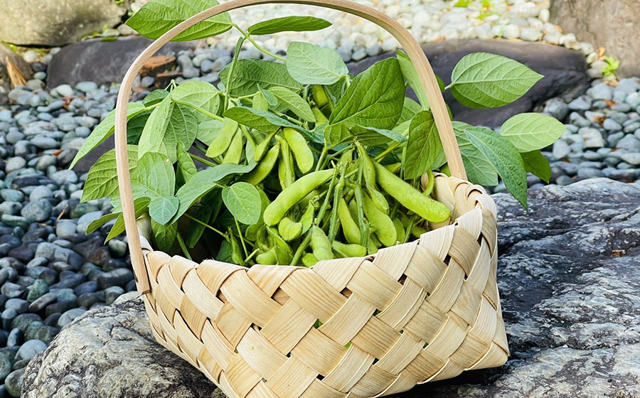 枝豆｜採れたて野菜の購入なら｜株式会社Bブリッジ（ビーブリッジ）